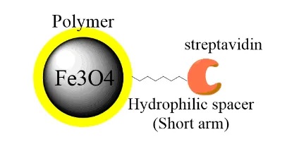 链霉亲和素磁珠结构